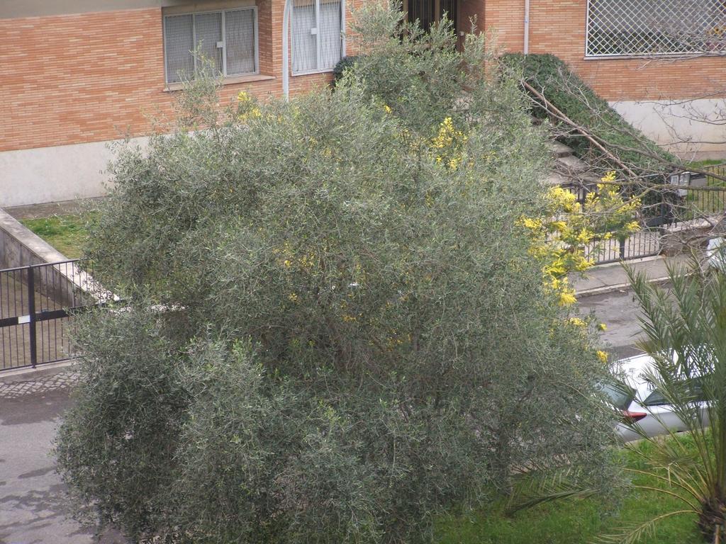 B&B La Cubanina Rome Buitenkant foto